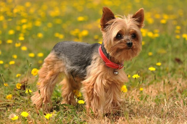 Yorkshire Terrier with flowers