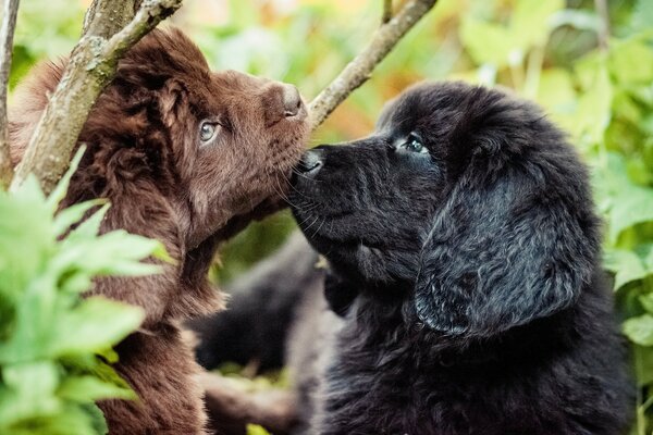 Deux chiots dans la forêt