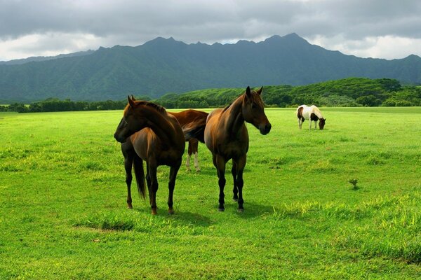 Beaux chevaux paissent dans le champ