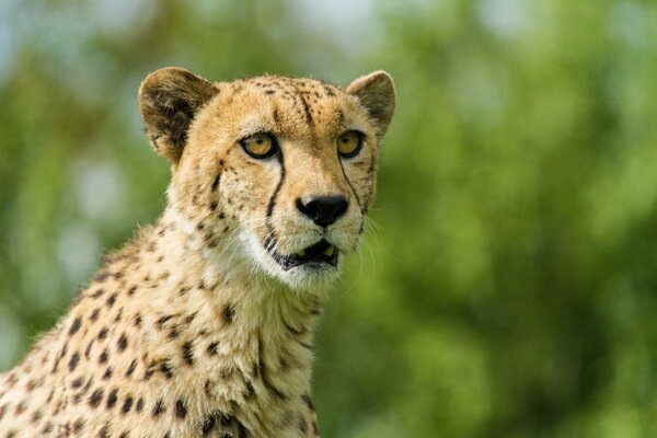 Guépard regarde au loin avec la bouche ouverte