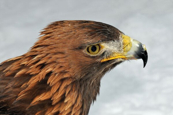 Raubvogel Steinadler, schrecklicher Schnabel