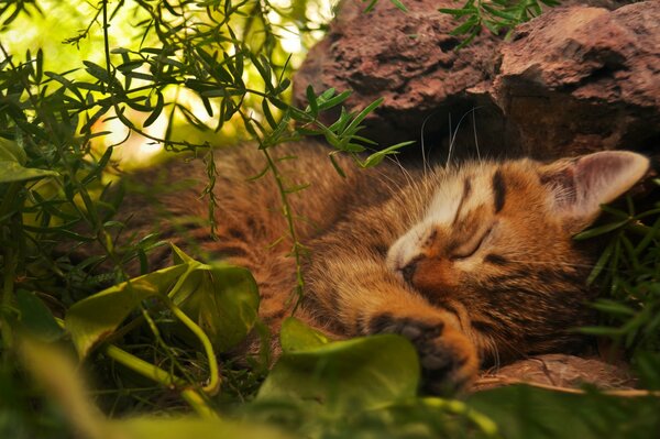 Redhead stanco gatto dorme nel bosco