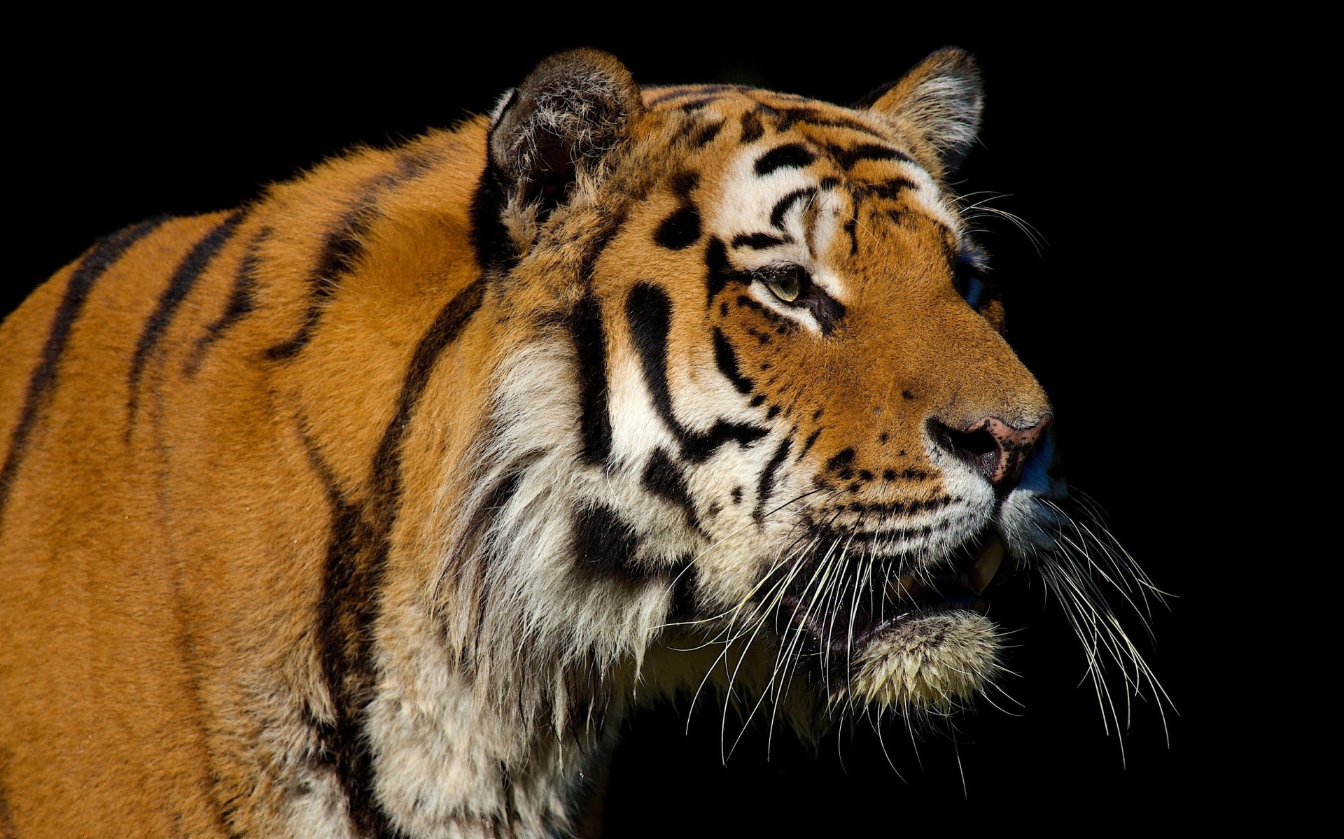 dark background wild cat teeth tiger