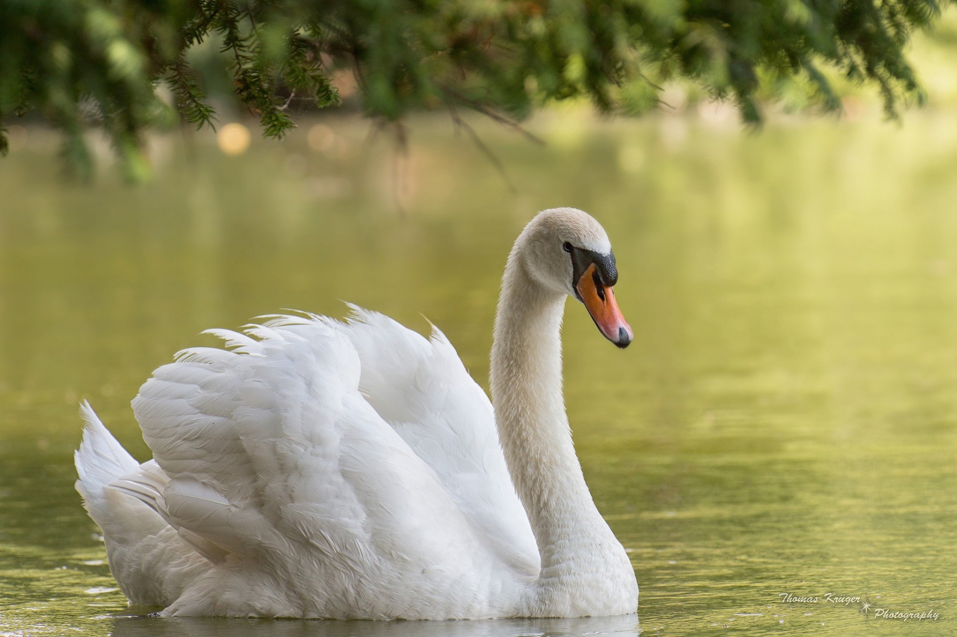 oiseaux eau cygne