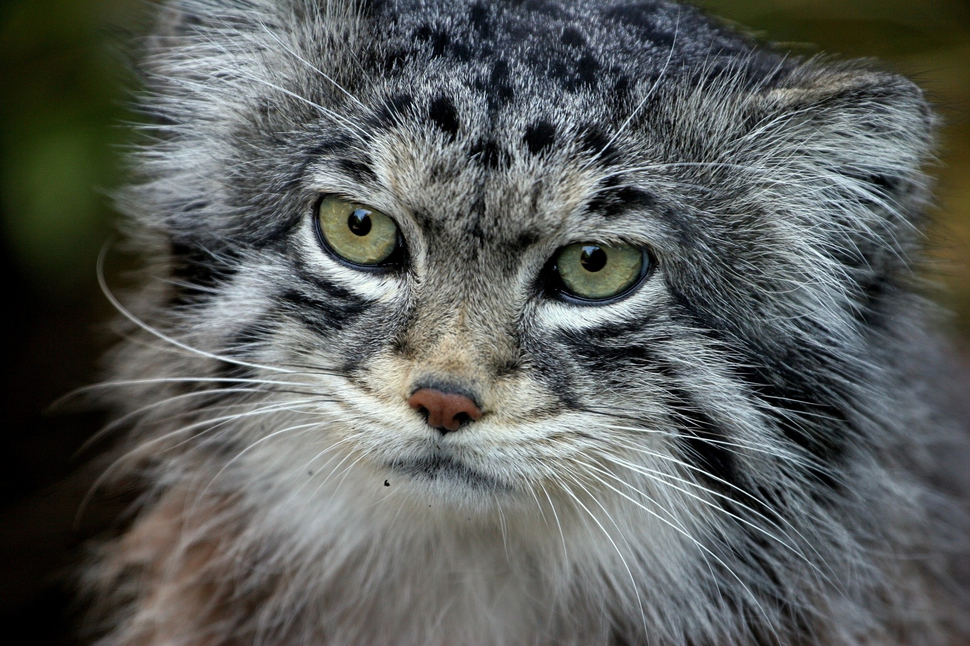 uwaga manul futro wełna zęby