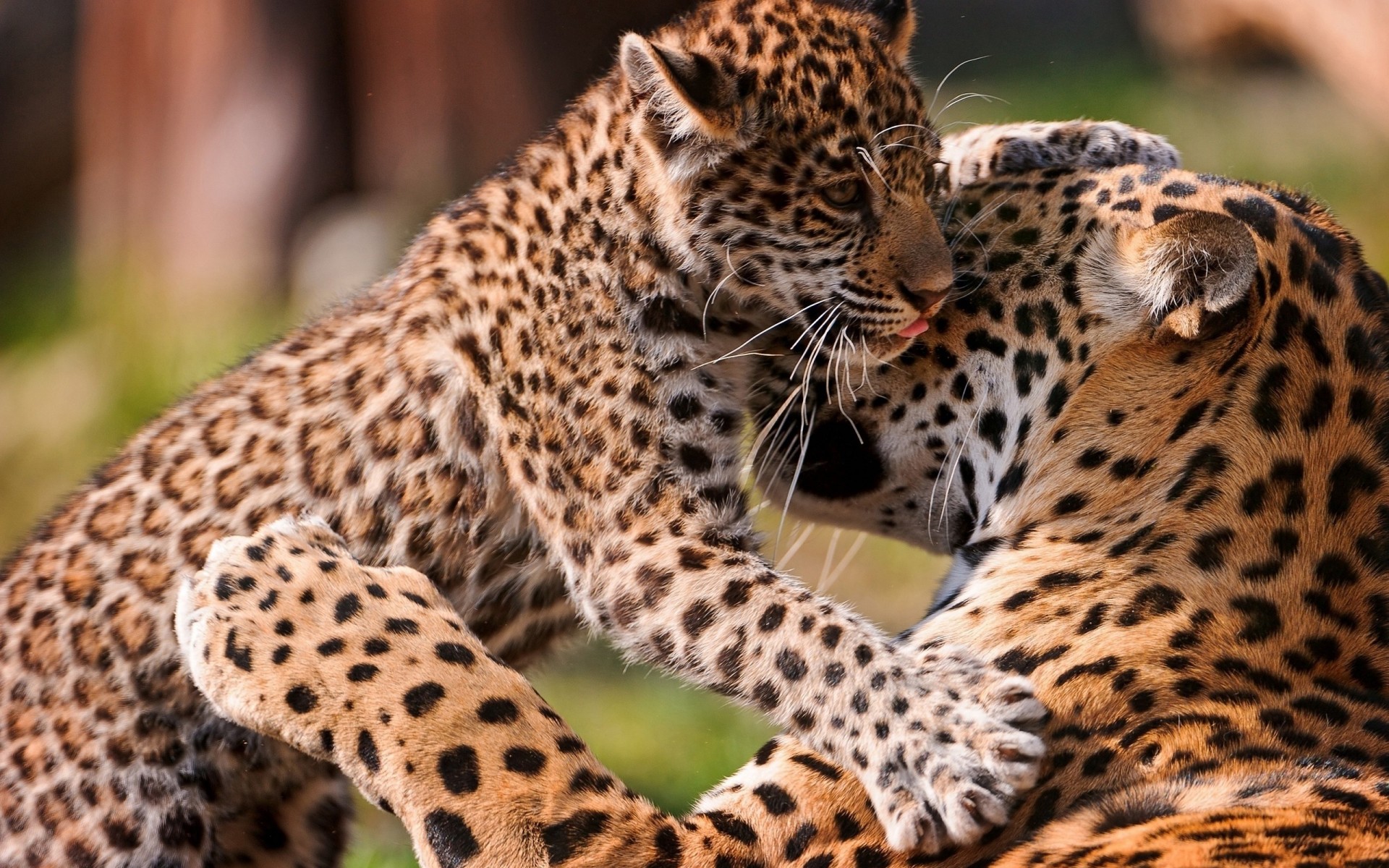 leopard baby care the pair