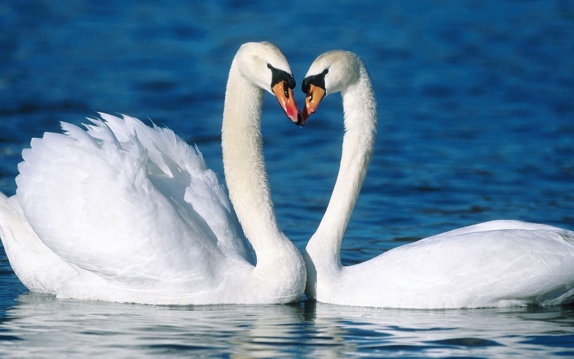 amore fedeltà cigno bello coppia uccelli