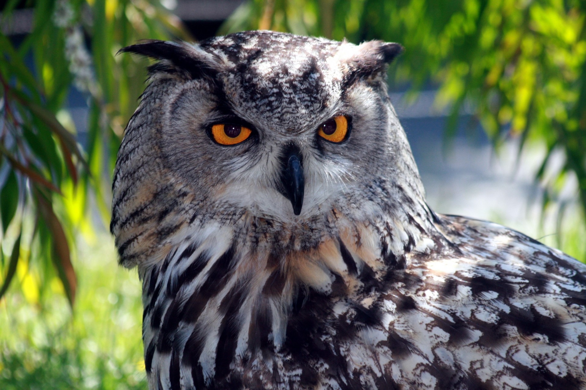 hibou prédateur oiseaux nocturne