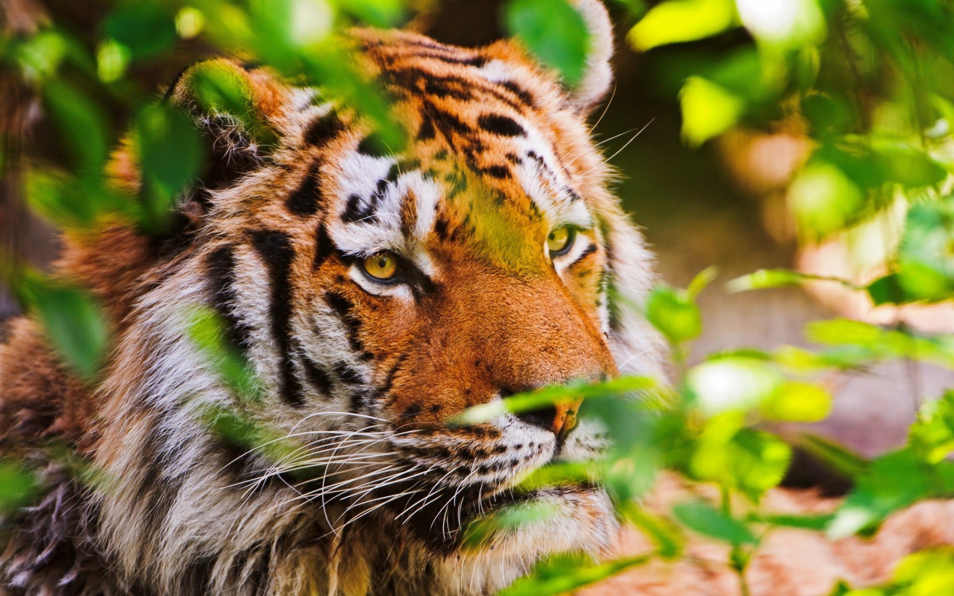 tier auslauf äste große katze tiger