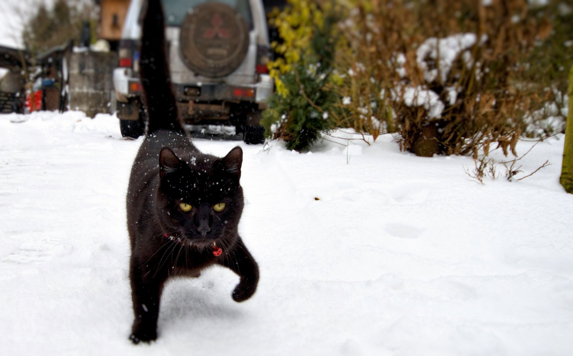 noir neige chat