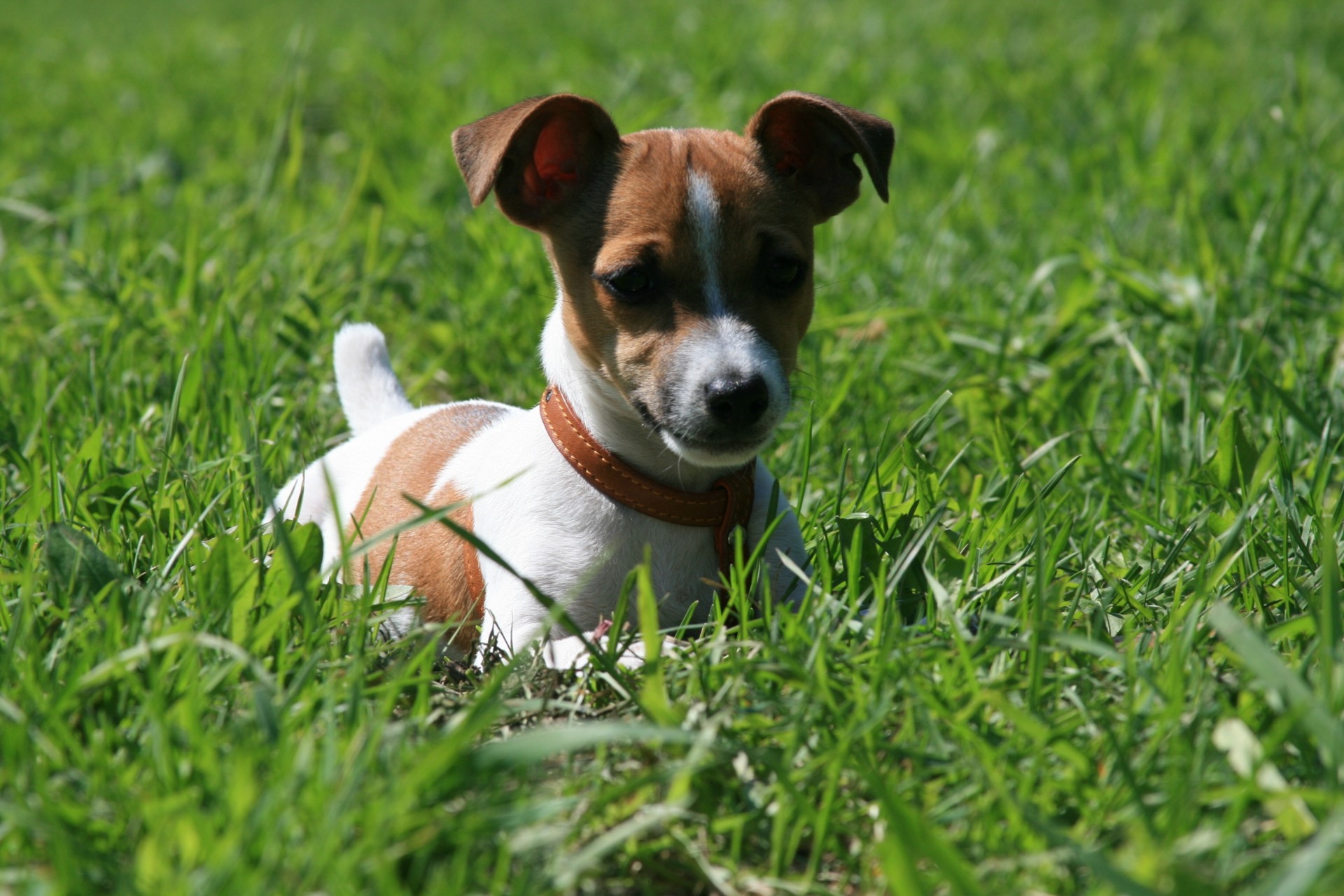 jack russell terrier trawa psy spacer