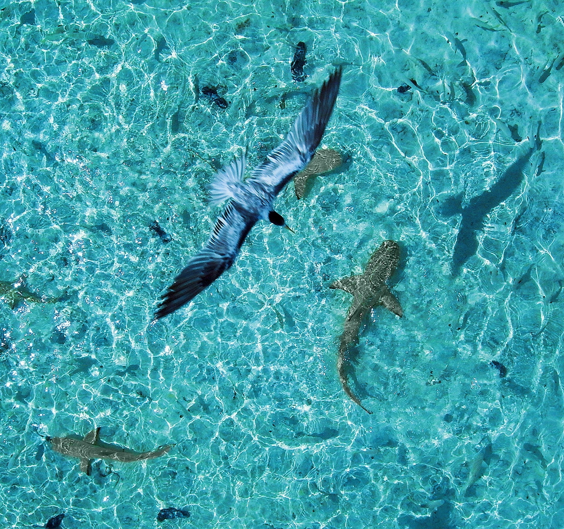 aves océano sukhoi okb reflexión belleza