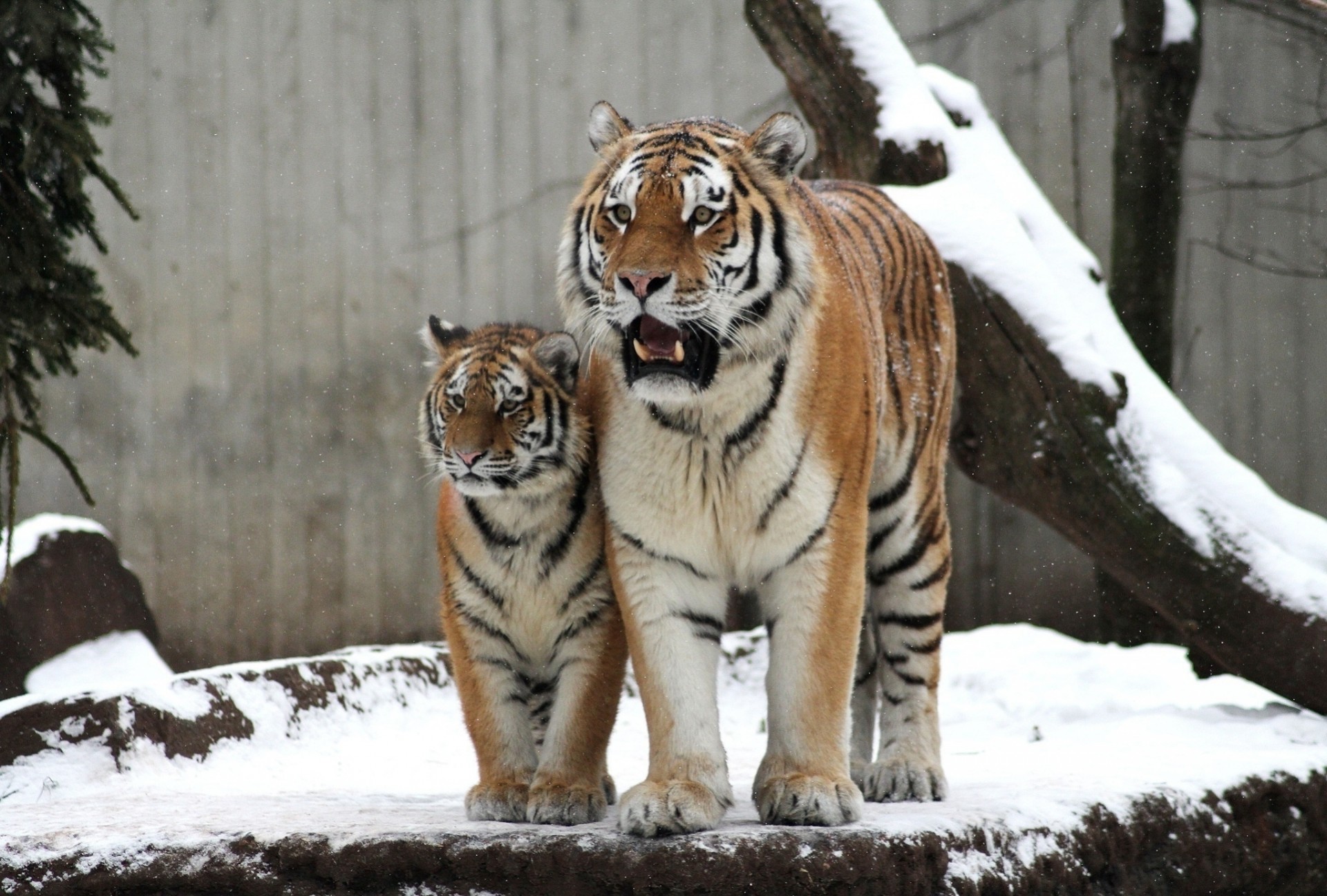 madre gatti selvatici tigri cucciolo cappelli tigre coppia famiglia bambino inverno