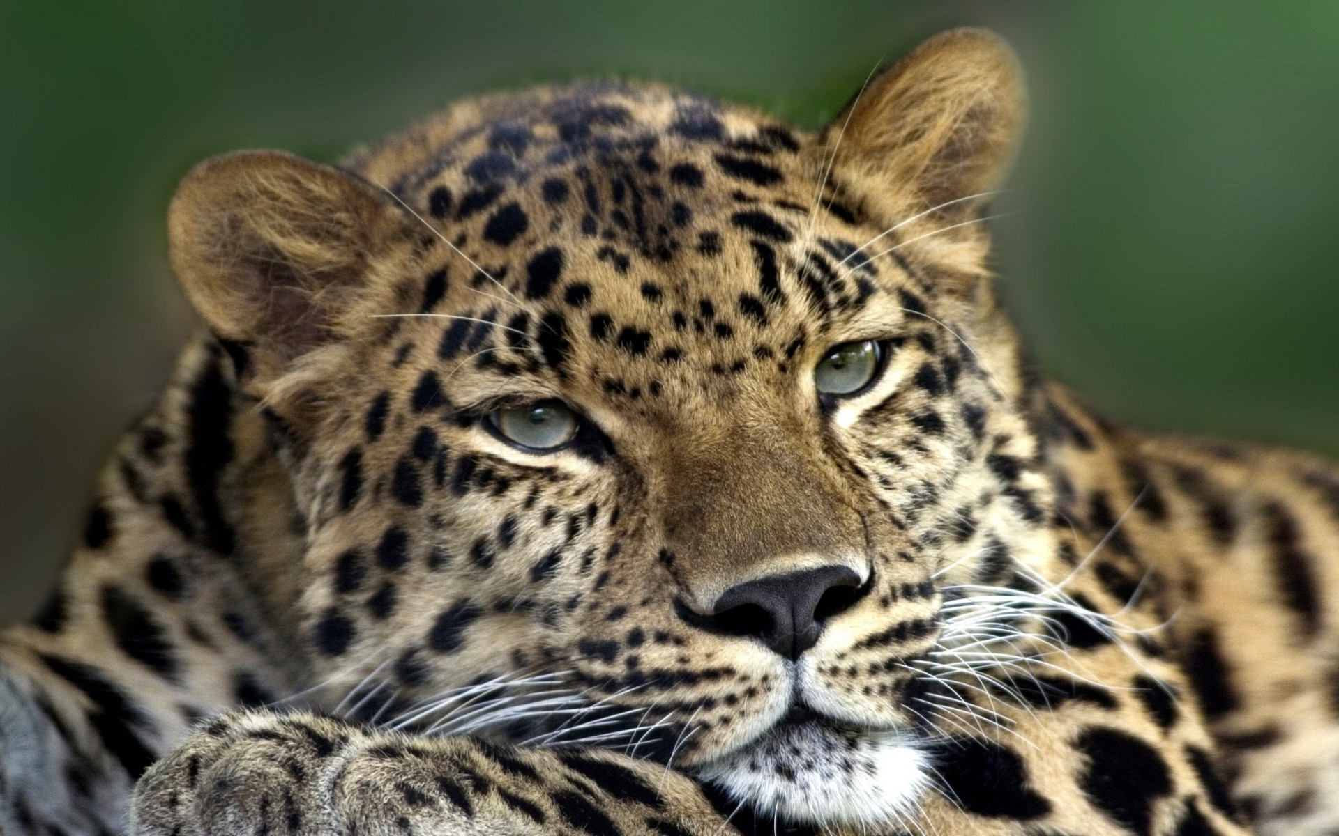 dientes depredador leopardo especie tristeza