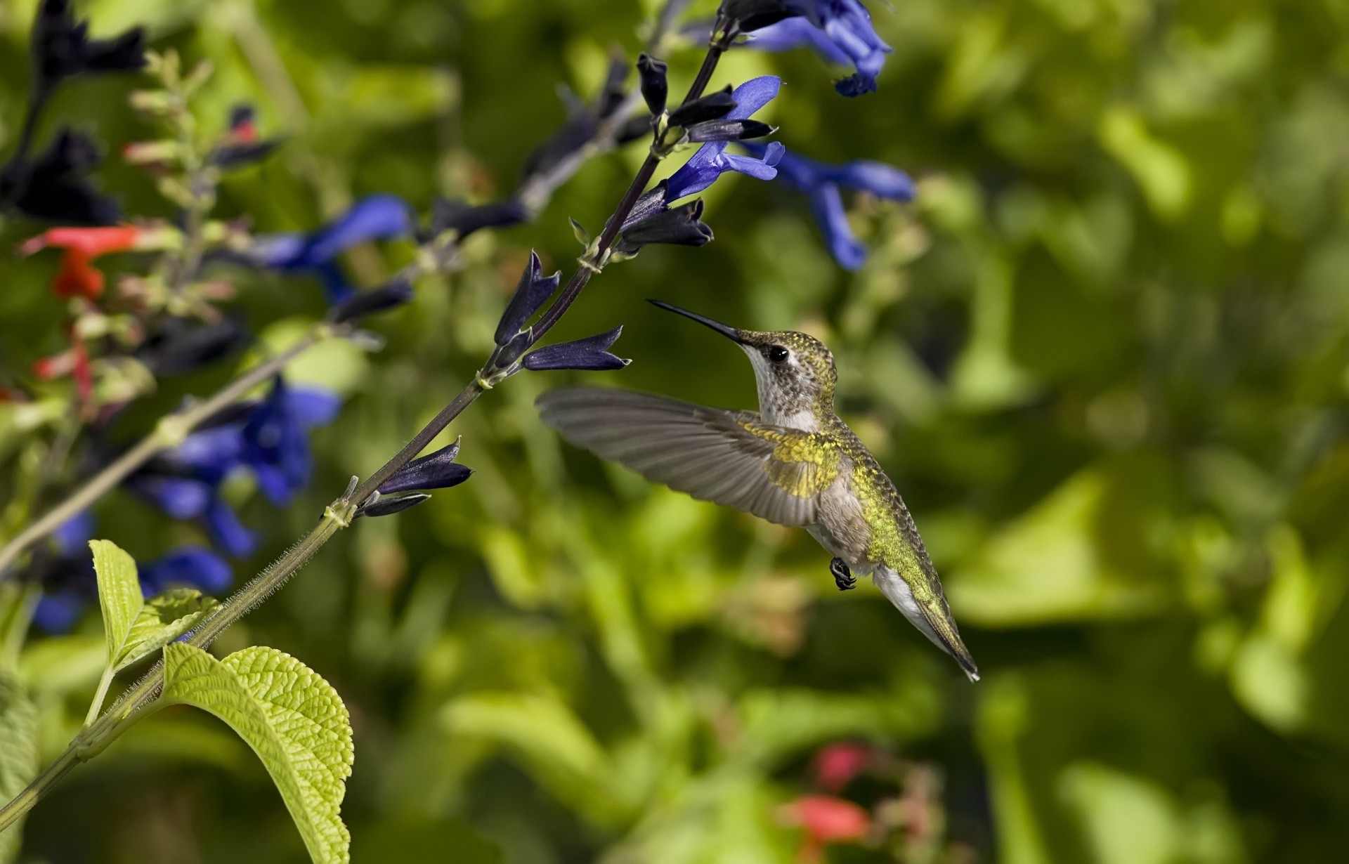 hummingbird birds flower wings wag