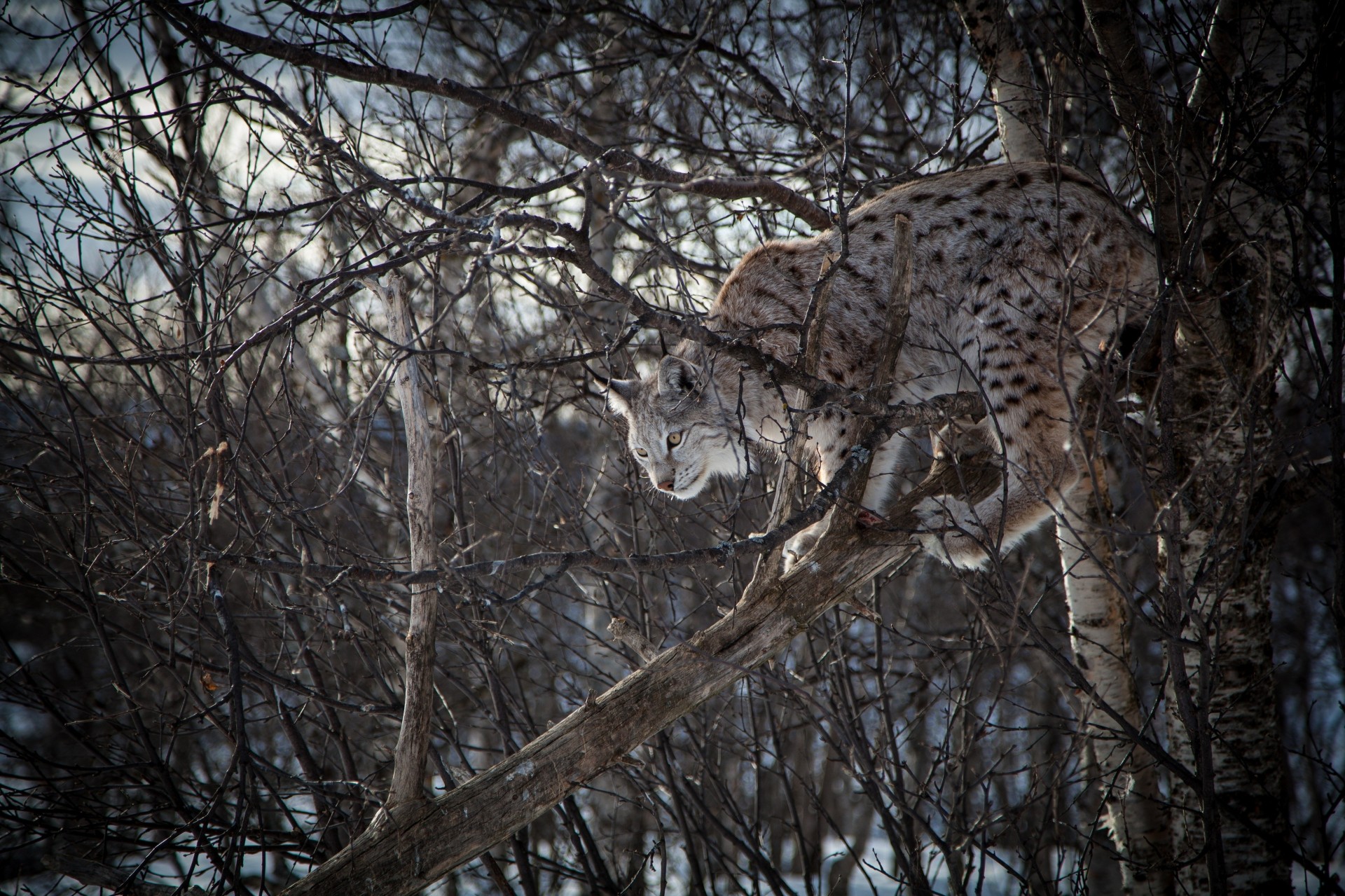 luchs wildkatze wald