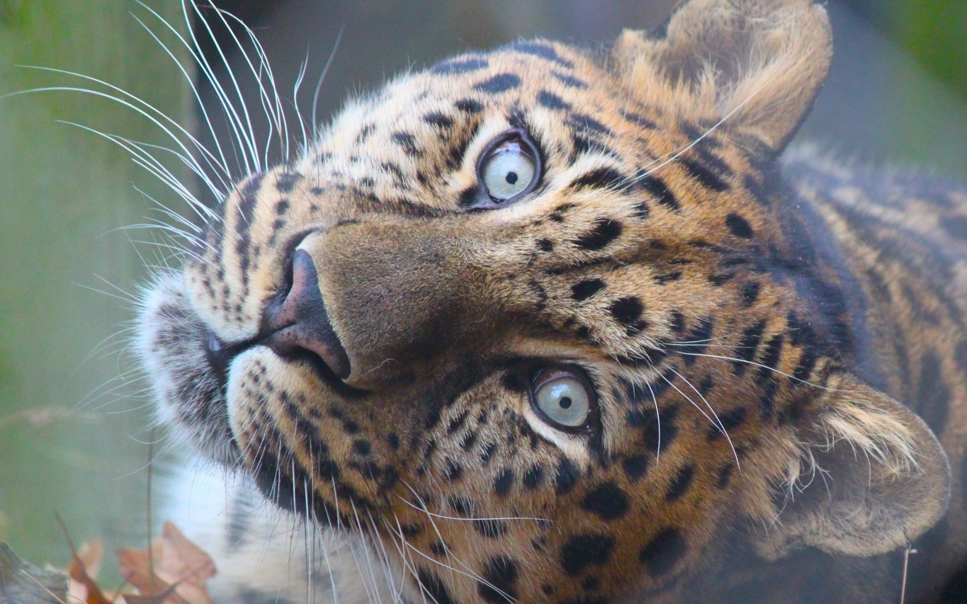 teeth predator views leopard big cat