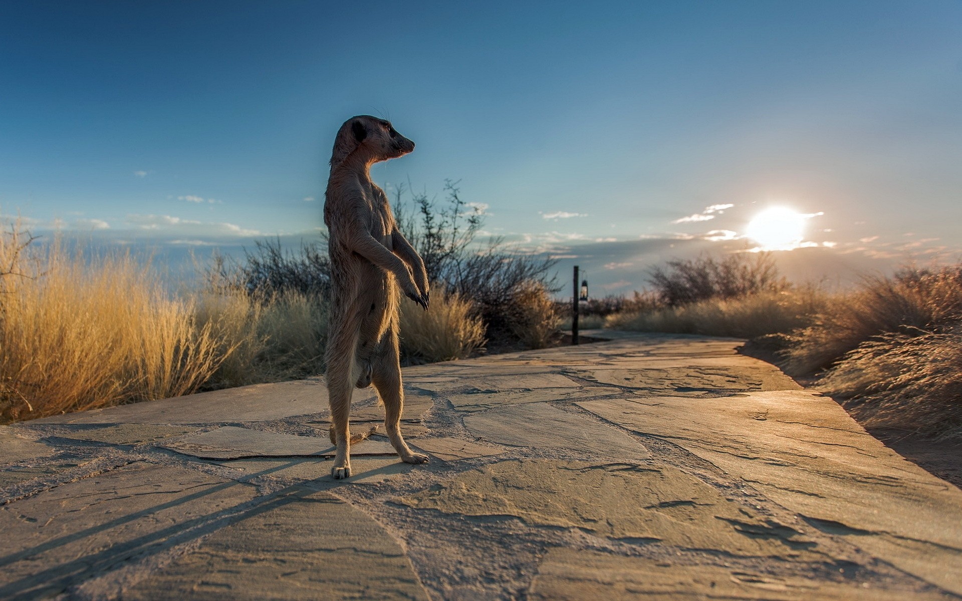 africa meerkat nature