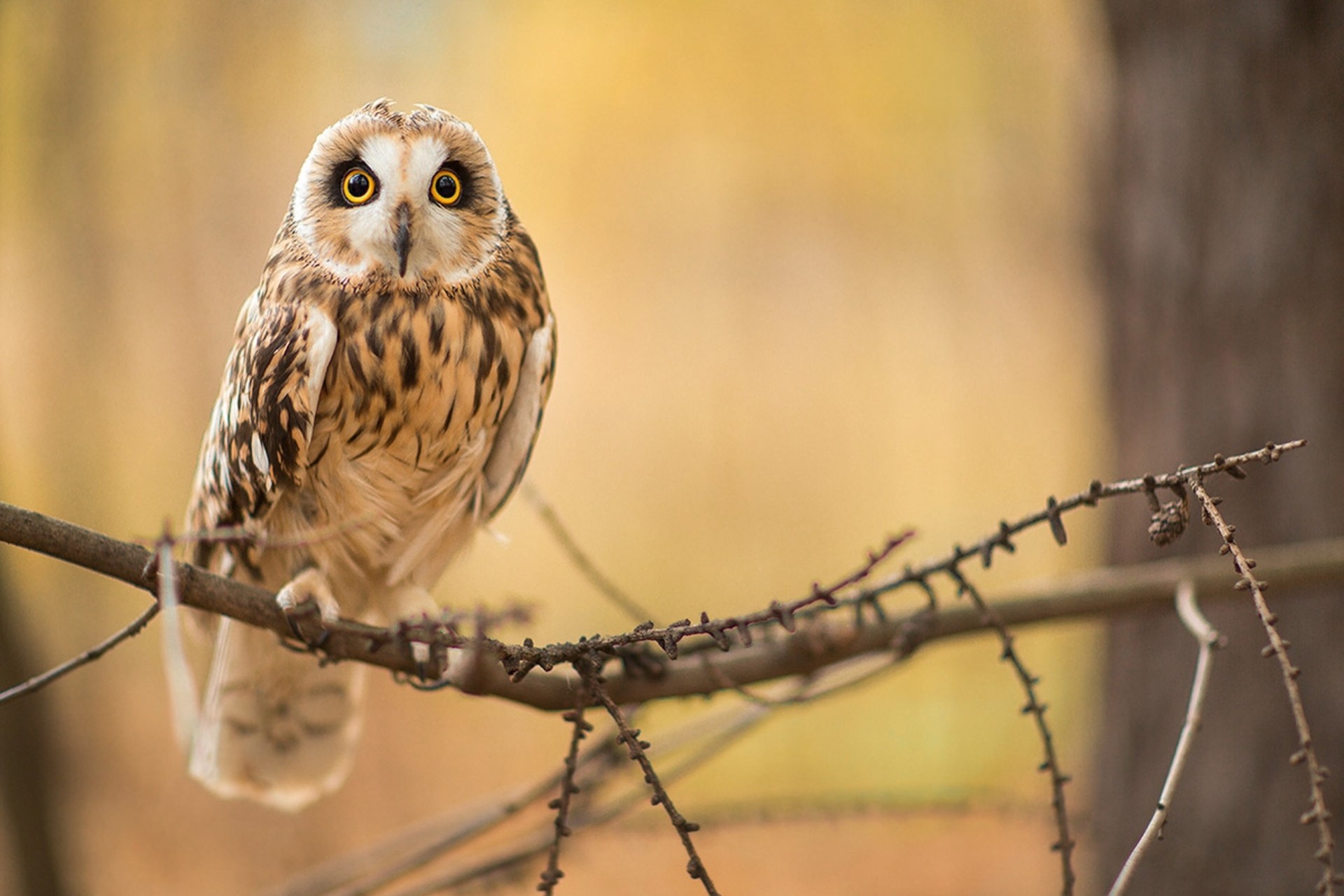 birds sitting owl branch