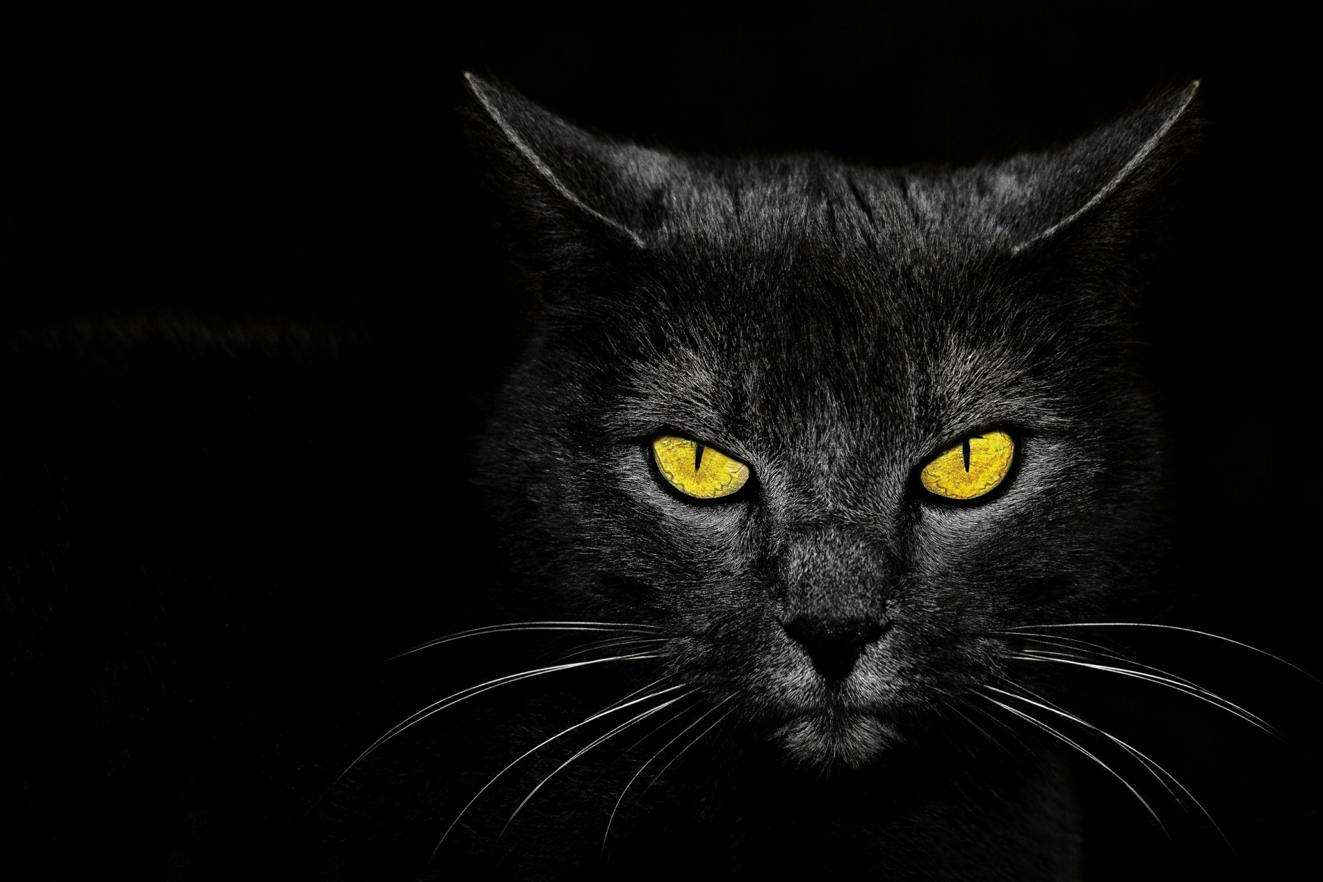 hintergrund schwarze katze augen