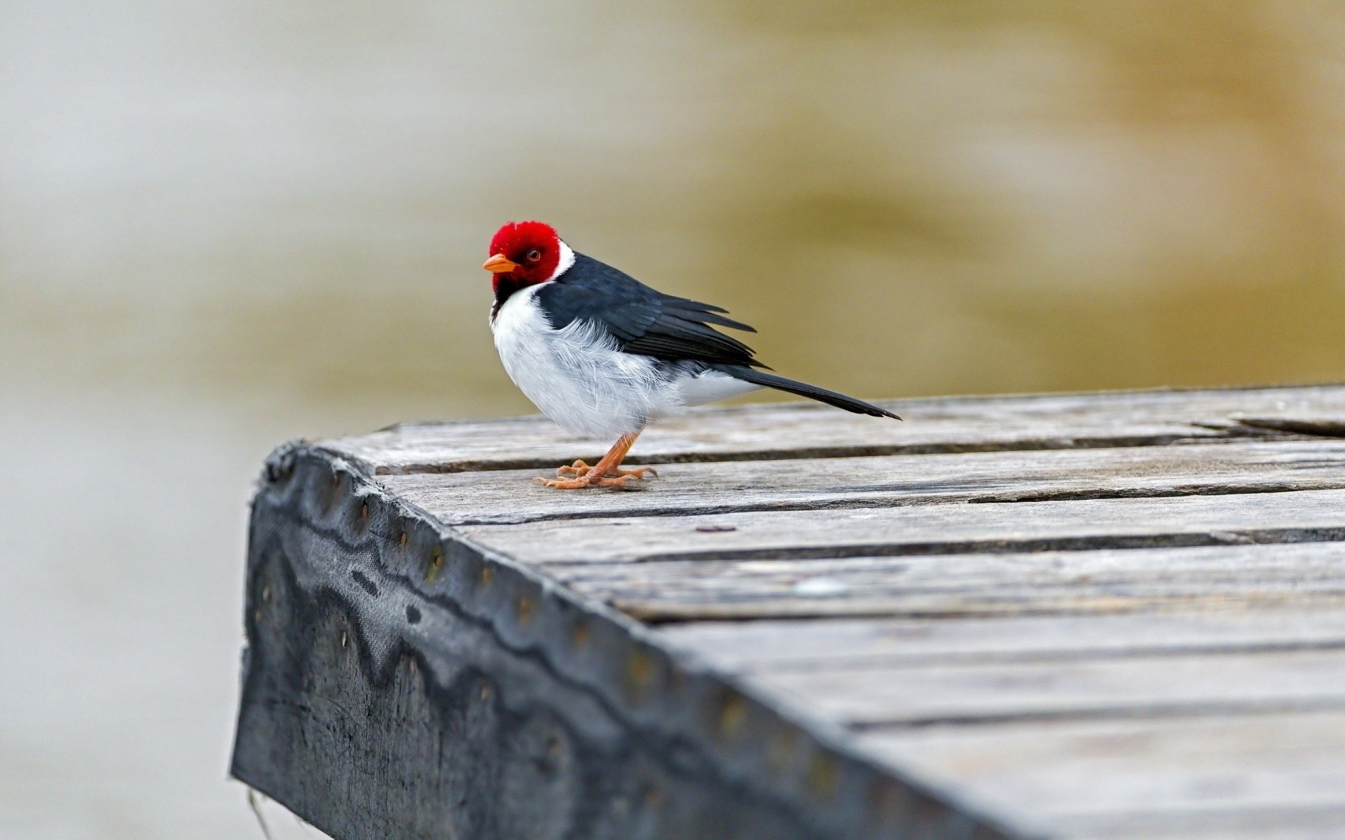 pájaros colores