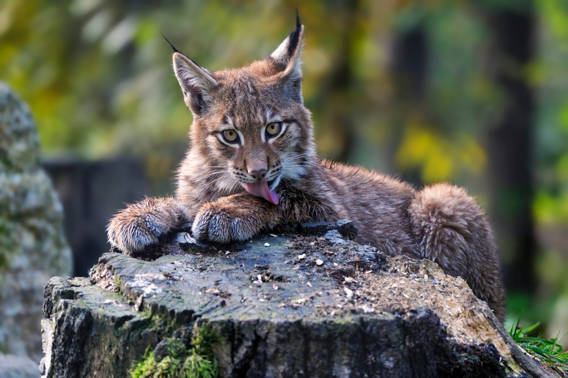 tocón lince cachorro