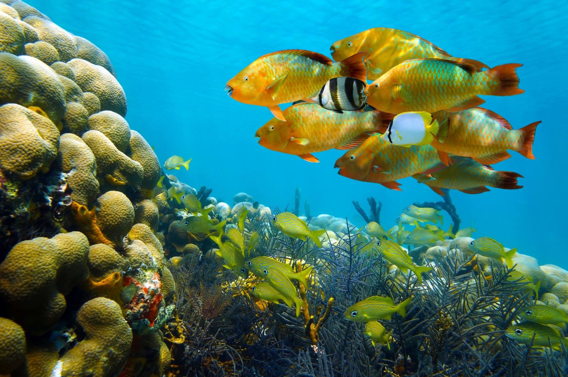 mer poissons troupeau coraux