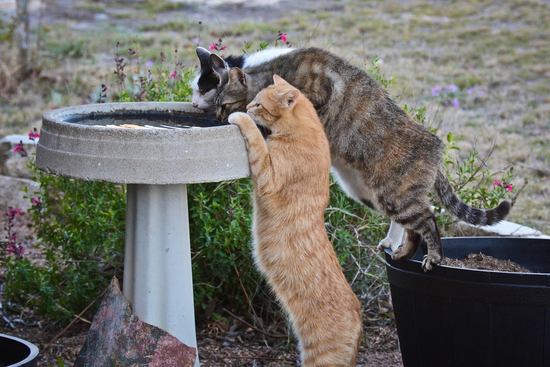 crab cats watering