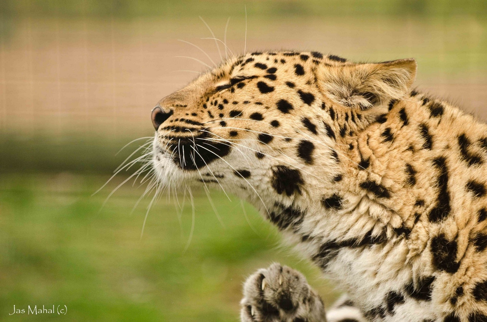 dientes gato salvaje leopardo