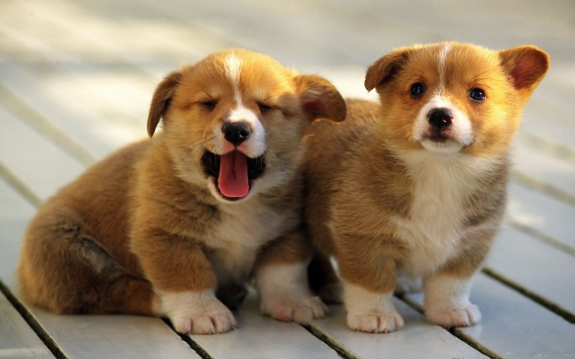 raza perros cachorros niños corgi galés