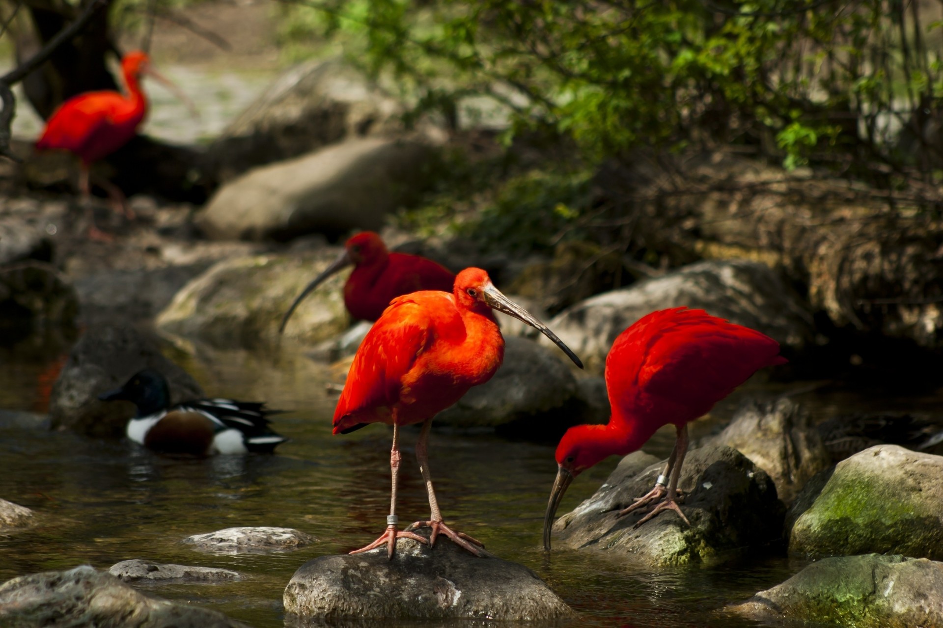 pierres mousse nature arbres cri eau ibis oiseaux