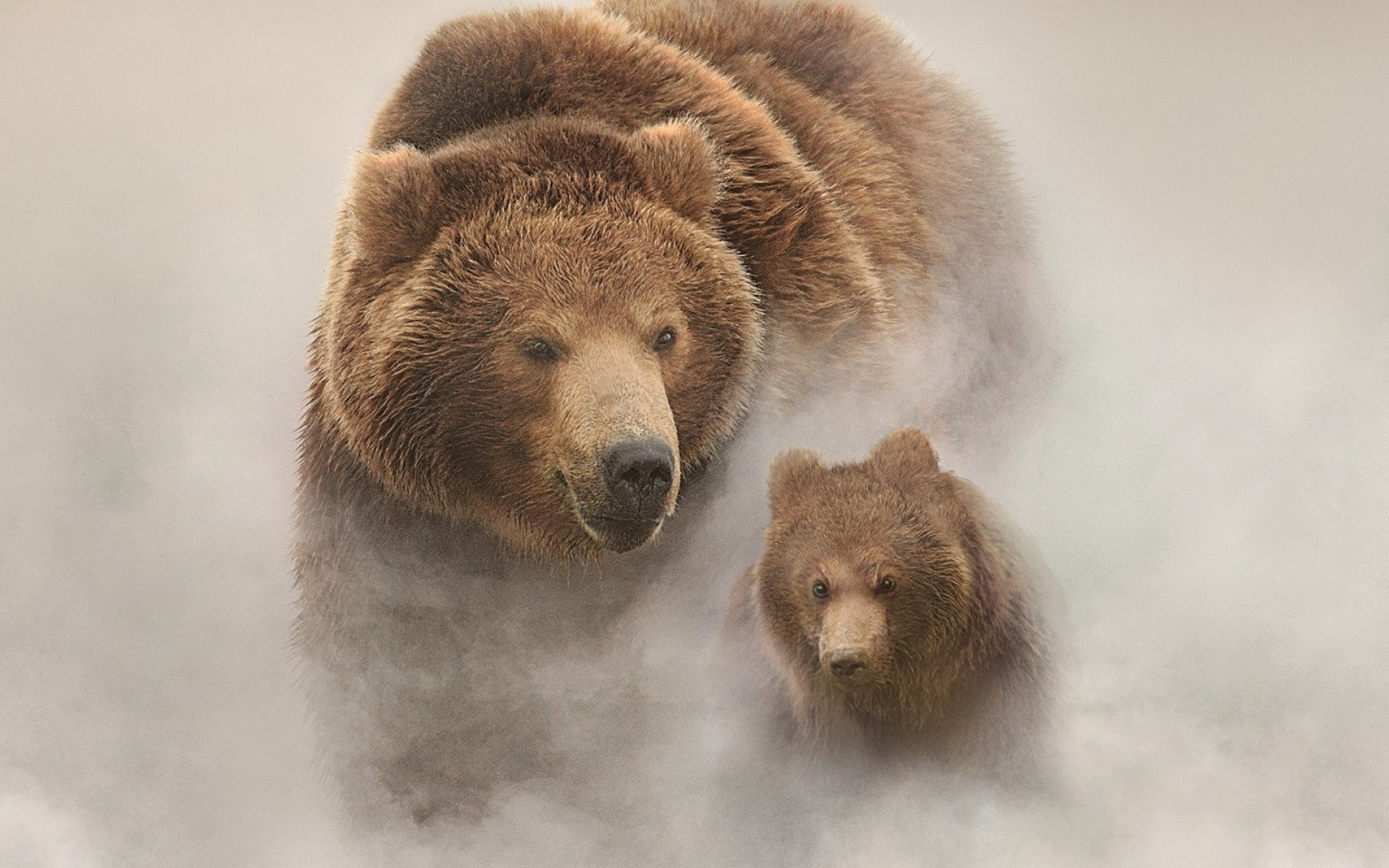 animaux brouillard ours