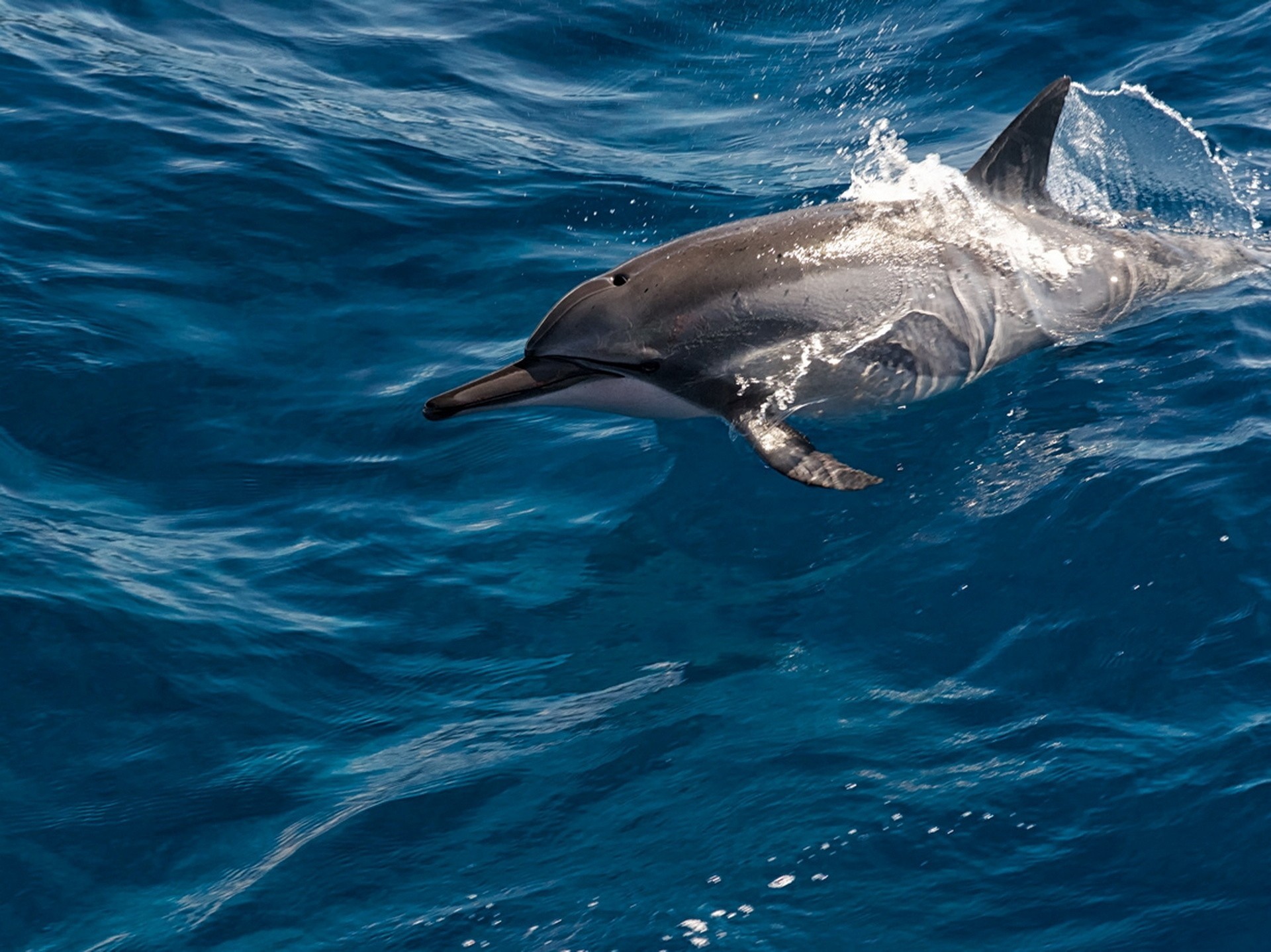 ocean balloon water beauty dolphin maui