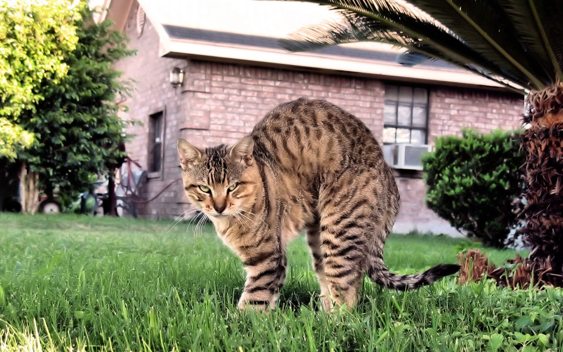 aggressività situazioni vista gatto