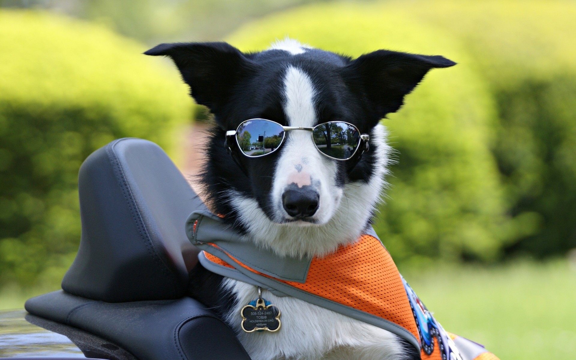 cane occhiali da sole border collie