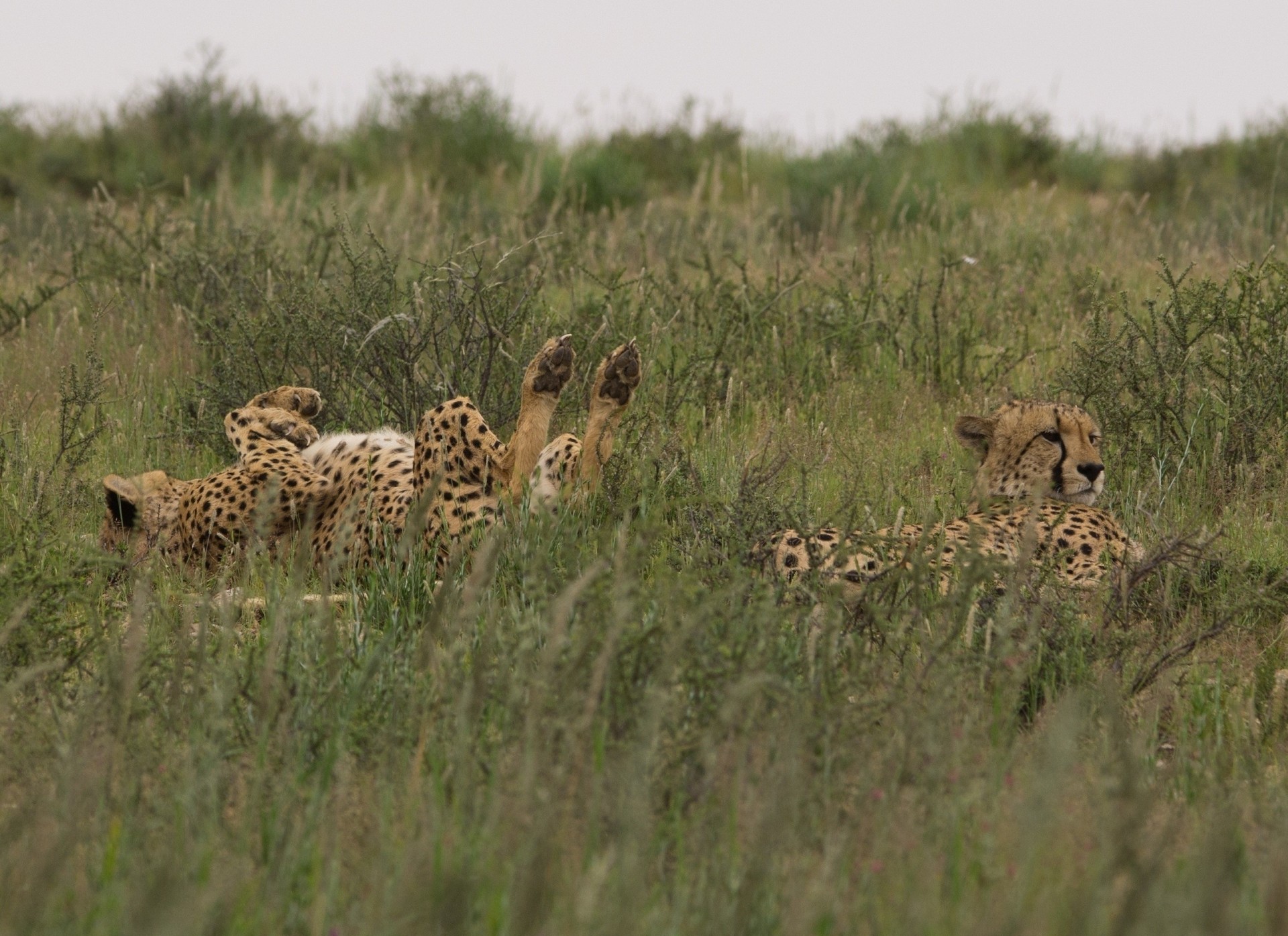 chat sauvage vacances guépard couple