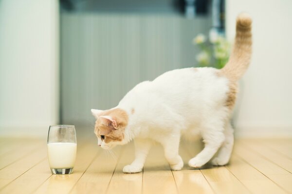 Chat a vu le lait dans un verre