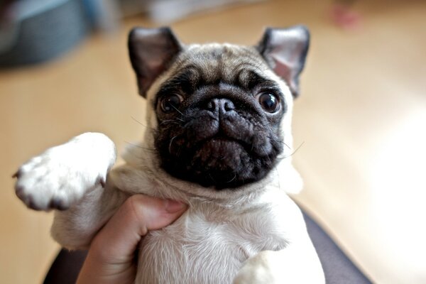 Pug puppy is a smart animal