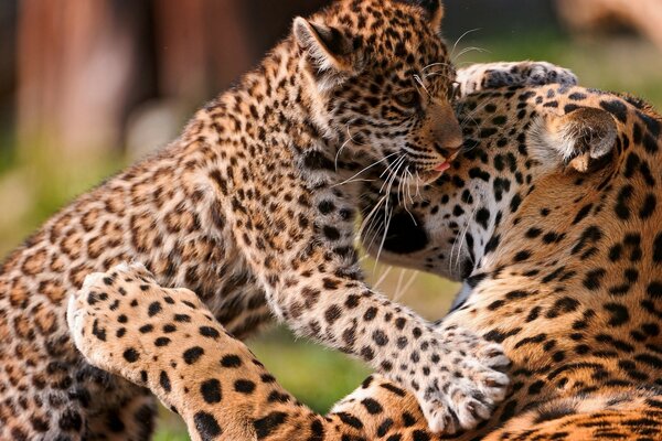 Das Leopardenjunge mit seiner Mutter. Sorge