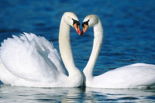 A pair of beautiful white swans