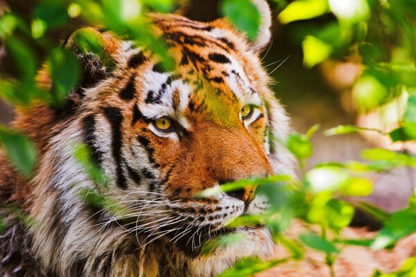 Tigre en la caza, acechando en una emboscada