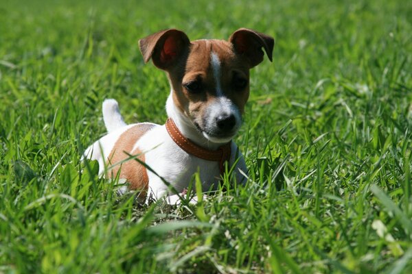 Jack russell terrier w trawie