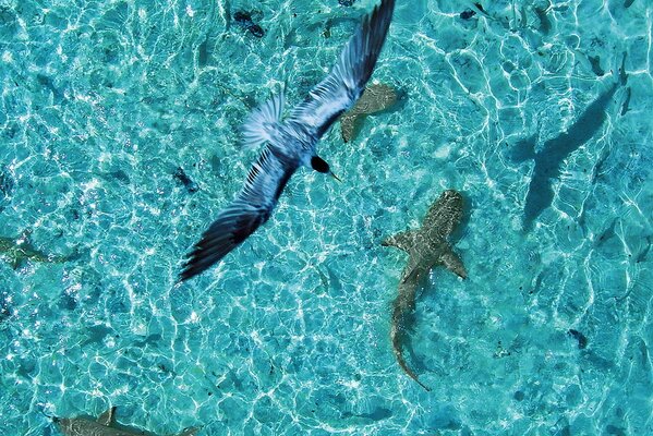 Uccello in bilico sopra gli squali nell oceano blu