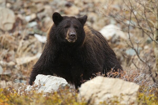 Der Bär hat sich wie ein Raubtier in Steinen versteckt