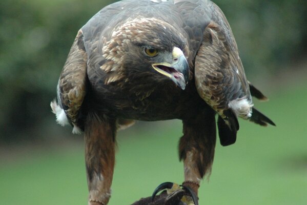 Beautiful golden eagle on a blurry background