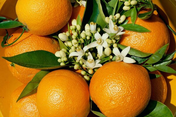 Naranjas deliciosas con una flor en un plato