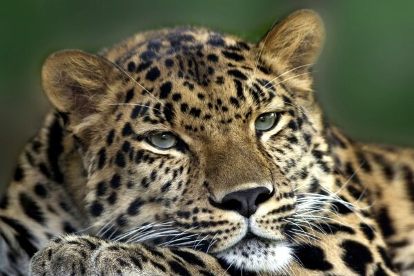 Un leopardo de aspecto triste no se parece en nada a un depredador