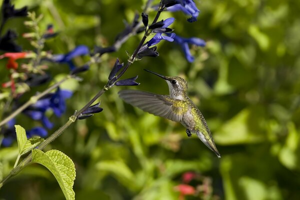 The smallest bird making a large number of wing flaps