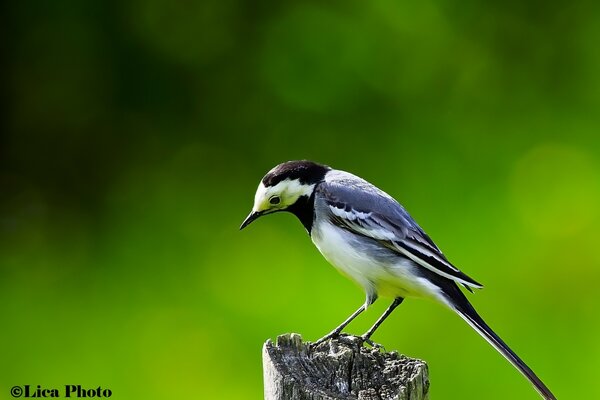 Phoenix sat on the highest branch