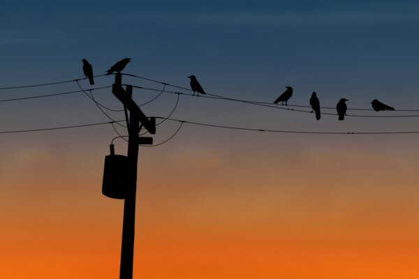 Oiseaux sur fil sur fond de beau ciel